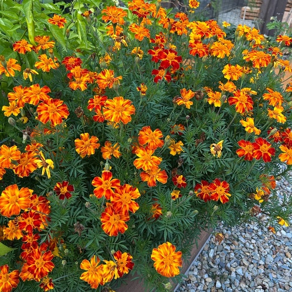 Vibrant Orange Marigold Seeds Mix - Picture 1 of 6